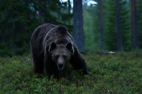 do bears rape people|Why women would prefer to be alone in the woods with a bear than a m.